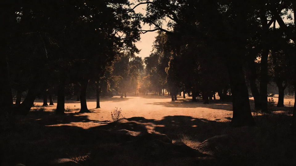 Backlit forest clearing