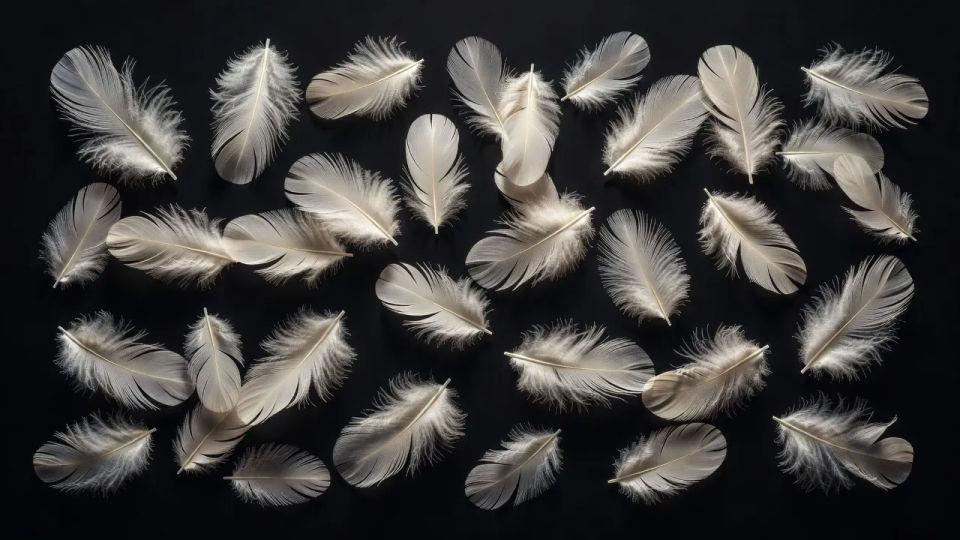 Feather field