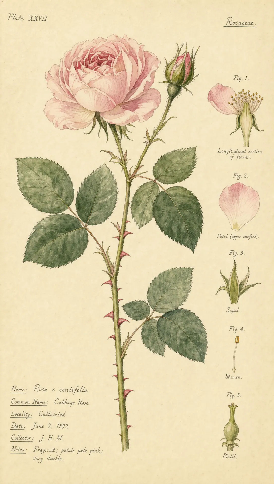 Botanical Illustration AI Images | Morphic