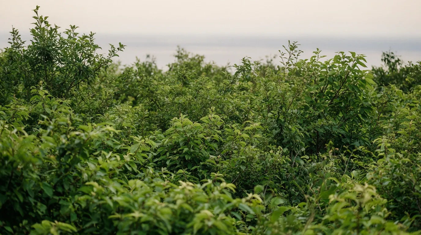 A landscape photo enlarged for a wide banner with sharp detail