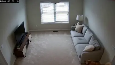 Animals caught on camera effect
