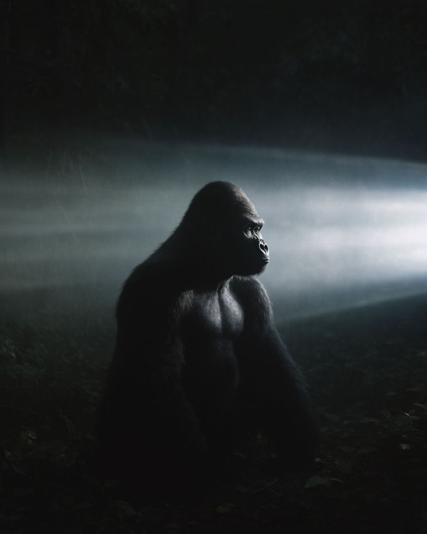 A figure mid-morph between a human silhouette and a gorilla silhouette in a dim jungle clearing