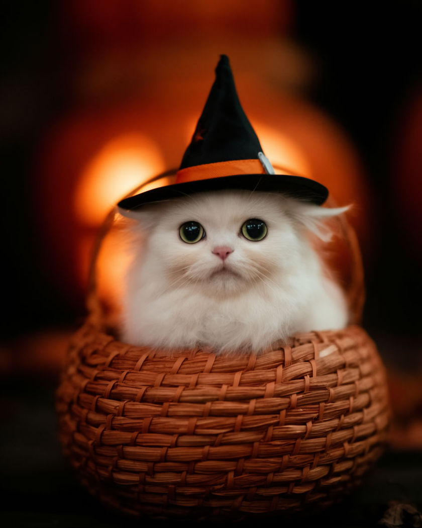 A pet wearing a small witch hat that sits fitted on their head against a warm pumpkin-lit background