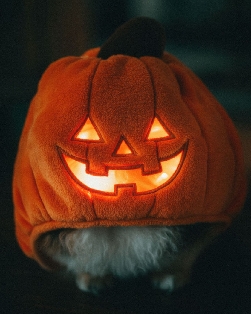 A pet dressed in a soft round pumpkin costume with a glowing carved face against a warm autumn background