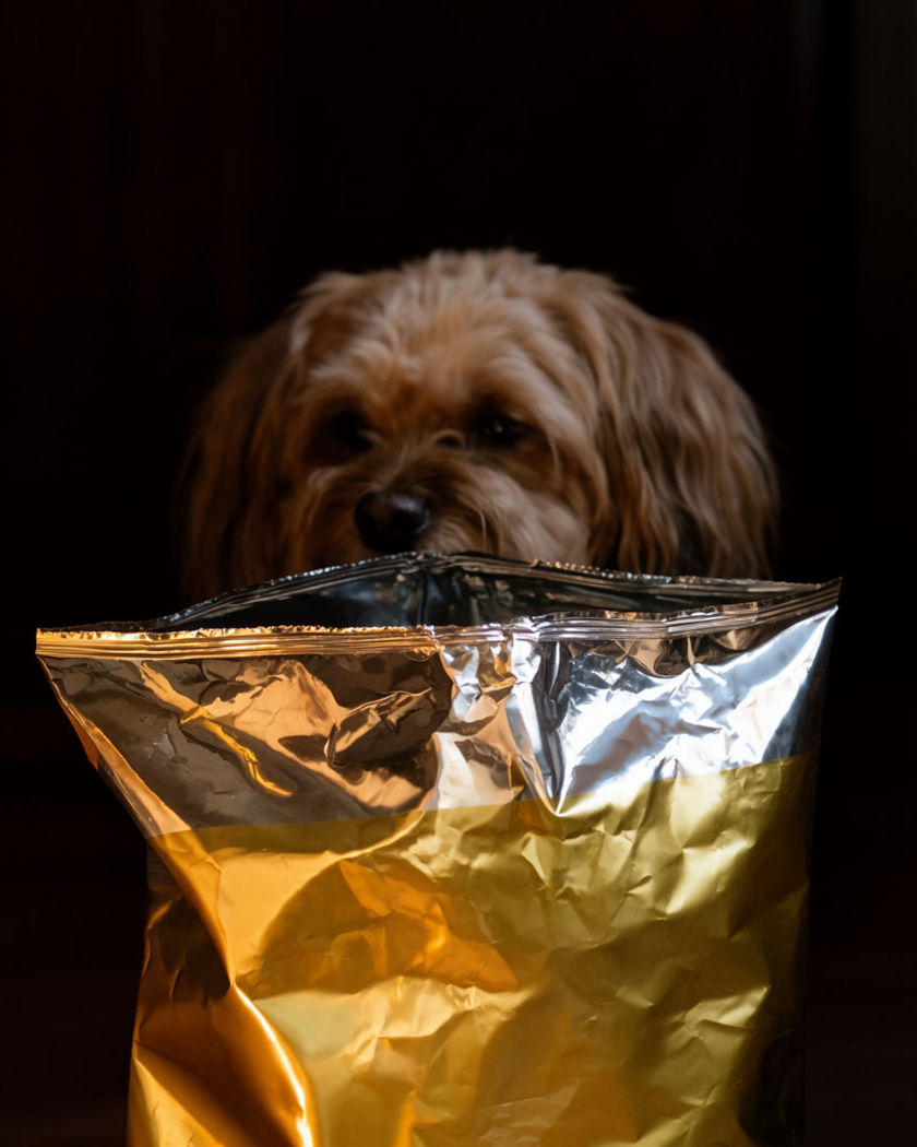A small dog peeking its head over the rim of a giant crinkled foil snack bag, warm kitchen light on the foil