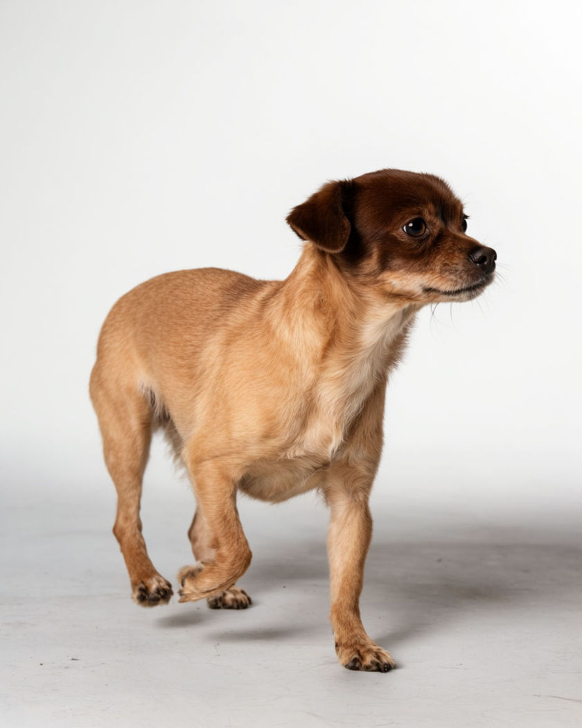 A small dog mid-dash at the edge of frame, one paw already out of shot, bright clean studio background