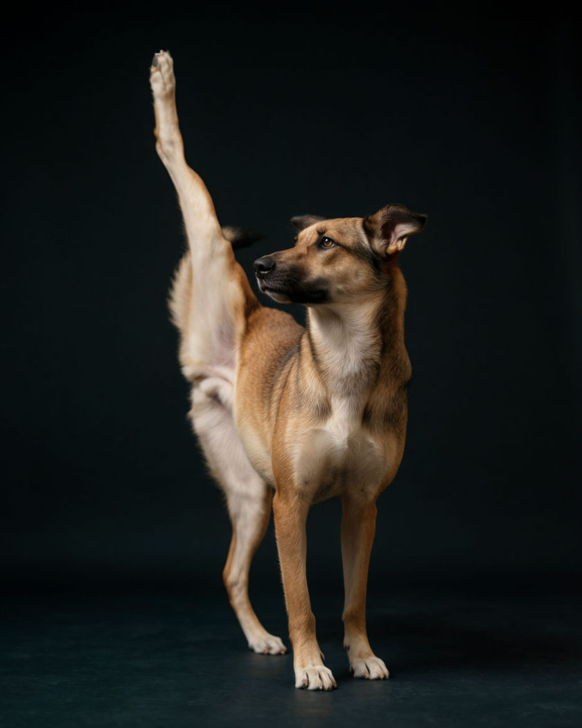 A dog balanced upright with one leg lifted straight overhead in a standing split pose, soft studio light