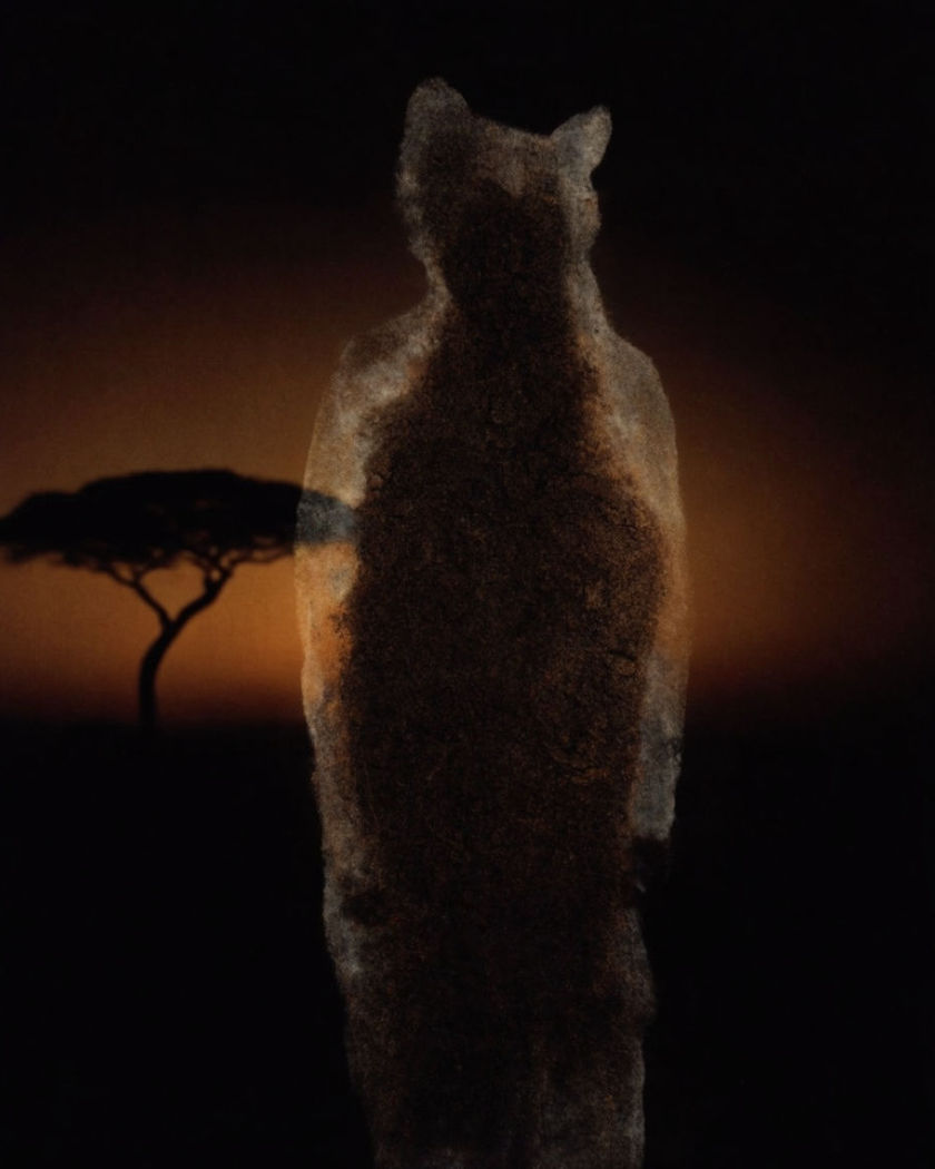 A lone figure and a distant acacia tree silhouetted against a deep amber savanna glow fading to a black ground