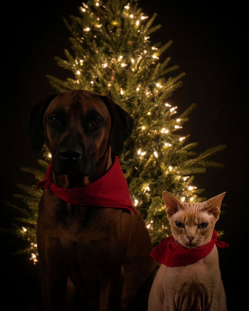 Two pets sitting side by side in matching red bandanas in front of a decorated Christmas tree